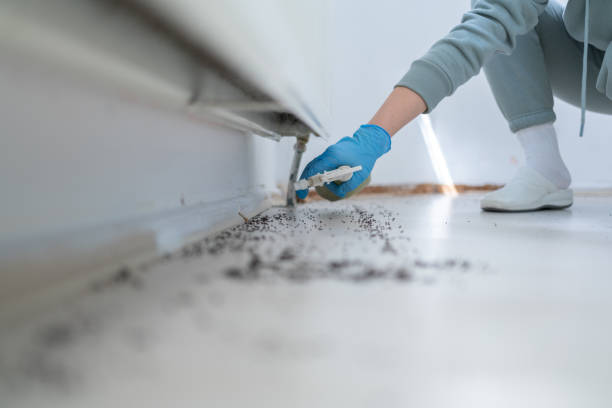 Insect Control in Cattaraugus, NY